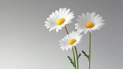 Fototapeta premium Three Shasta daisies with pure white petals stand tall against a soft gray background, symbolizing purity, innocence, new beginnings, hope, and joy.