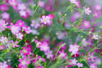Delicate Pink Flowers in Bloom