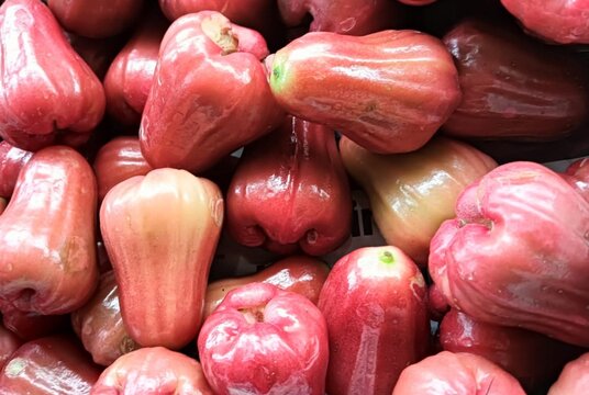 Freshly plucked rose apple fruit or jambu airon display for sale