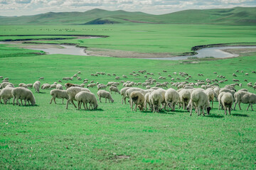 Fototapeta premium Sheep grazing on vast green plains