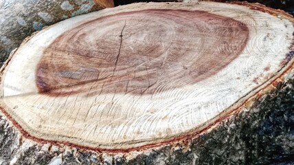 Close-up wood surface. Brown timber board with crack lines. Texture of wooden fresh tree trunk background