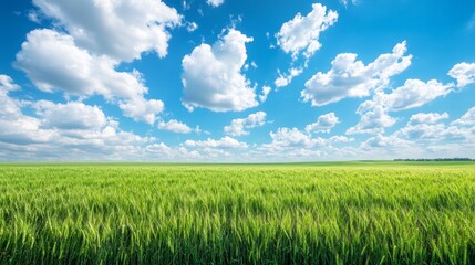 Fototapeta premium 11. Expansive green wheat field under a bright blue sky dotted with fluffy white clouds, creating a picturesque agricultural landscape