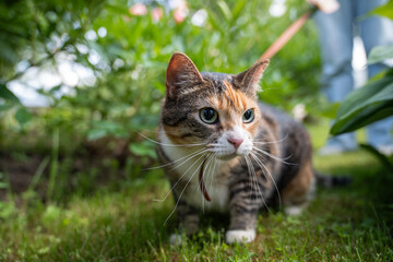 Focused cat sneaking under bushes while walking on leash with pet owner in the garden. Concentrated...