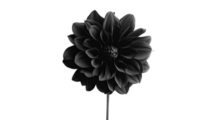 flower on a white transparent background