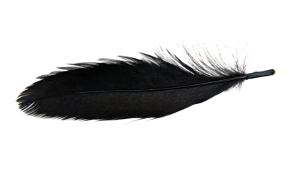 feather on a white transparent background