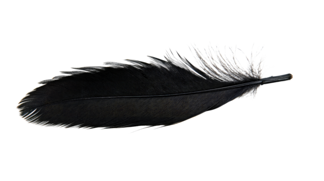feather on a white transparent background