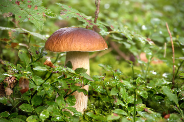 Wild penny bun mushroom growing in a lush green forest surrounded by leafy plants