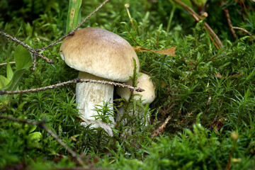 Wild boletus mushrooms nestled in dense green moss within a forest setting