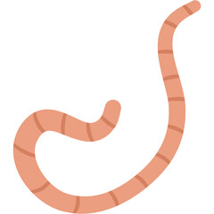 Flat Roundworm
