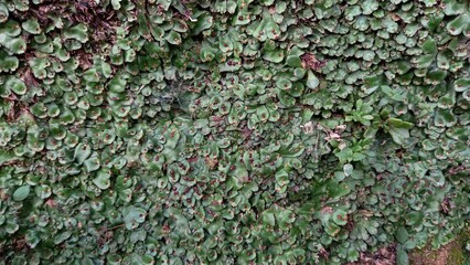 Pellia epiphylla or Overleaf Pellia Beautiful green scenary