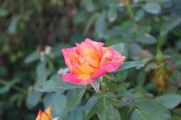 The beautiful Rose flower blooming, with blurry background.