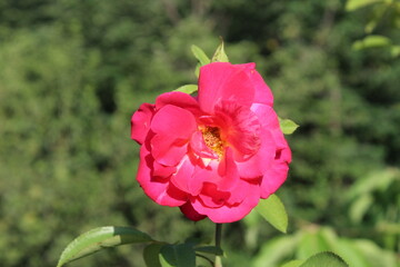 The beautiful Rose flower blooming, with blurry background.