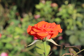 The beautiful Rose flower blooming, with blurry background.