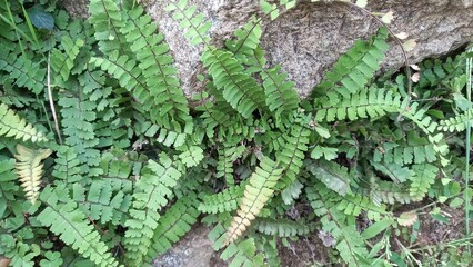 Dryopteris filix mas, the male fern or fern of temperate Northern Hemisphere