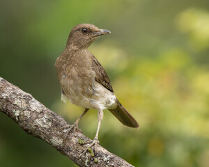 Turdus ignobilis