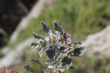 Ajuga Decumbens or Lallemantia royleana 