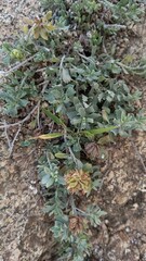 Ajuga Decumbens or Lallemantia royleana 