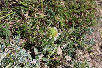 Ajuga Decumbens or Lallemantia royleana 