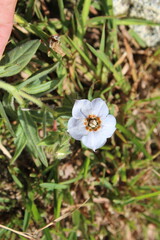 Trichodesma Indicum or Indian Borage flowers