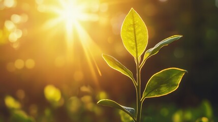 Obraz premium Green Leaf Plant Growing In Sunlight Bokeh Background Nature Photography