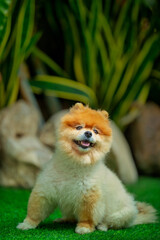 A cute little dog that brings joy to its owner.