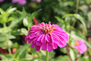 Zinnia or Youth and age beautiful flowers