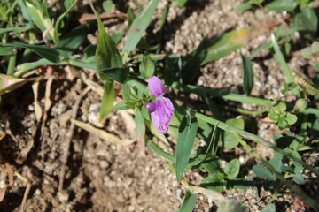 Mountain Foldwing OR Dicliptera baphica 