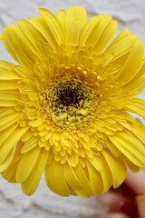 Gerbera amarilla
