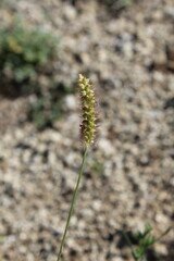 Setaria pumila, yellow foxtail, yellow bristle-grass, pigeon grass or cattail grass