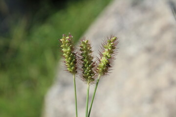 Setaria pumila, yellow foxtail, yellow bristle-grass, pigeon grass or cattail grass