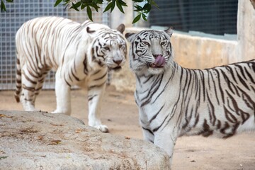 Two white tigers in a zoo setting, one licking its lips and the other looking towards the camera. They are surrounded by a natural habitat with rocks and greenery.
