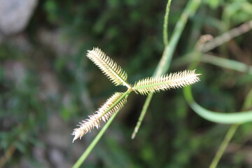 Egyptian Crowfoot weed or Dactyloctenium aegyptium spikelets