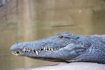 Close-up of a crocodile's head resting on a rock near water, showcasing its sharp teeth and textured skin.