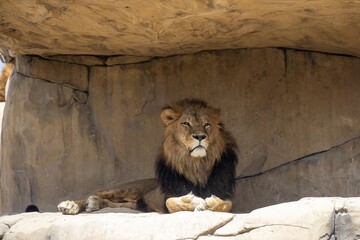 A majestic lion resting on a rocky ledge inside a cave-like enclosure. The lion has a thick mane and a calm expression, showcasing its powerful presence in a natural habitat setting.