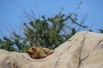 A lion sleeping on a rocky surface under a clear blue sky, with sparse trees in the background.