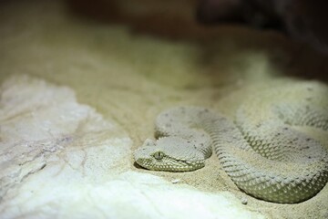 A close-up of a camouflaged snake resting on sandy ground, blending with its environment. The snake has a textured, light-colored skin, showcasing its scales and unique patterns.