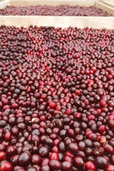 close up of fresh coffee beans for background                 