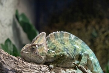 A close-up of a chameleon resting on a branch, showcasing its vibrant green and brown colors. The background features blurred foliage, enhancing the natural habitat feel.