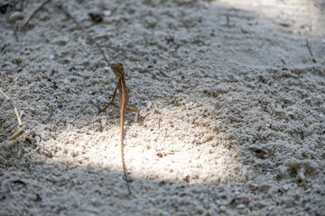 A small lizard standing on sandy ground, illuminated by sunlight. The lizard's body is slender and blends well with the sandy environment, showcasing its natural habitat.