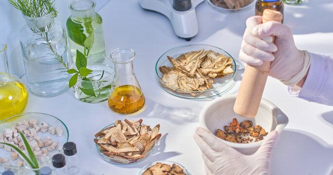 Laboratory background features a scientist hand with a wooden pestle grinds turmeric pieces in a white mortar. Surrounding ingredients showcase a vibrant array of natural herbs in petri dish.