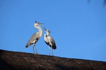 Two grey herons standing on a thatched roof against a clear blue sky, one heron is calling out while the other looks on.