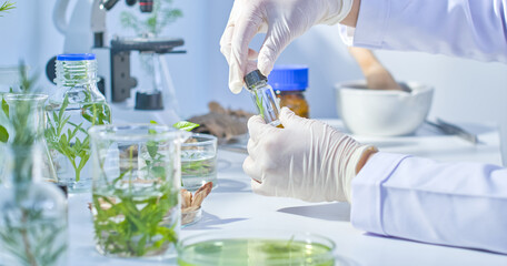 A small jar containing a branch of herbs inside is held up for observation by a scientist, surrounded by branches of herbs soaked in a solution contained in glass containers.