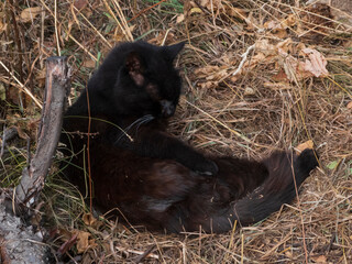 A black cat is licking itself in the yard