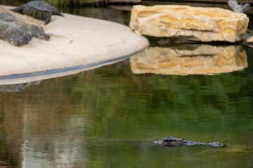 A serene pond scene featuring a crocodile partially submerged in water, with reflections of rocks and greenery visible. The surrounding area includes a sandy bank and additional crocodiles resting on 