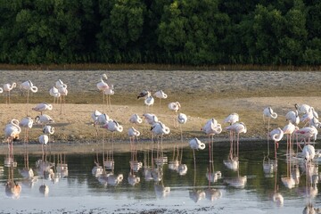 A flock of flamingos standing in shallow water, some with their heads tucked under their wings. The scene captures their reflections in the water, surrounded by lush greenery in the background.