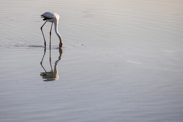 A solitary flamingo wading in calm waters, its head bent down as it searches for food. The soft reflections on the water create a serene atmosphere.