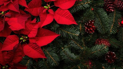 Christmas Poinsettia and Pine Branches Background