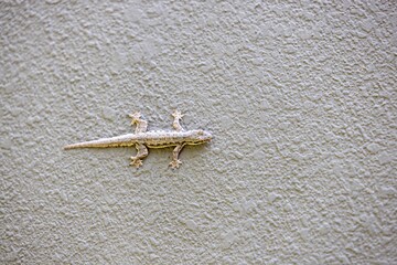 A small lizard clinging to a textured light green wall. The lizard has a slender body and is camouflaged against the wall's surface.