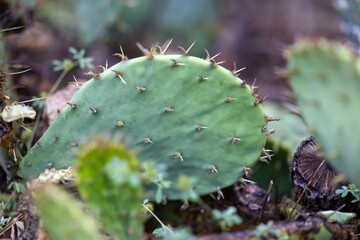 A close-up view of a green cactus pad with small spines, surrounded by other desert vegetation. The texture and details of the cactus are highlighted, showcasing its natural habitat.