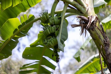 Cluster of Green Bananas on a Tree